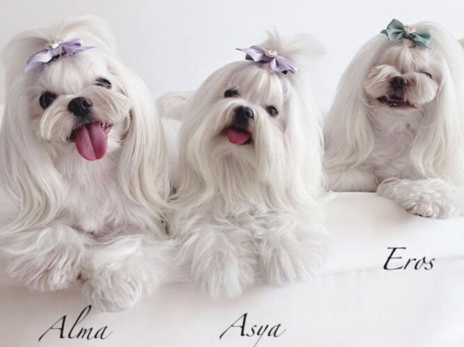 eros, alma, asya, malteses coreanos, la pata marketing, agencia de pet marketing en madrid