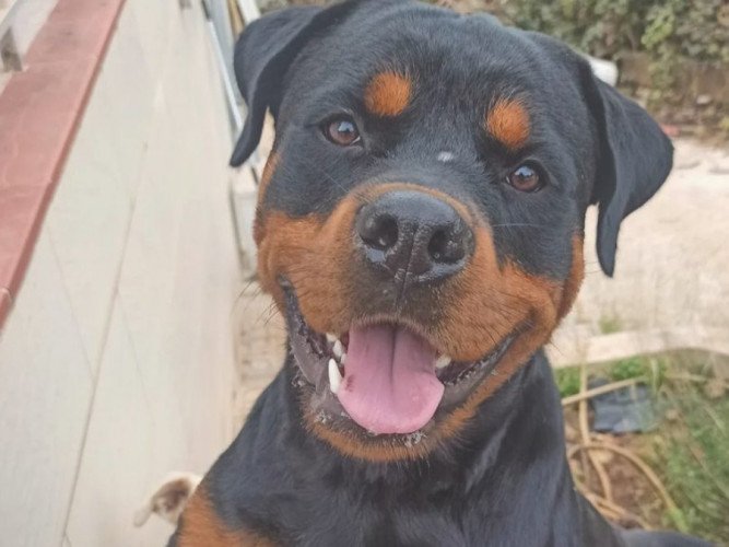 ares, rottweiler