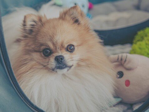 leo, pomerania