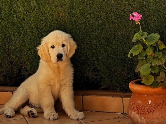 golfo, golden, retriever, la pata marketing, agencia de pet marketing en madrid