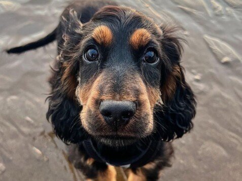 hades, cocker spaniel ingles, la pata marketing, agencia de pet marketing en madrid