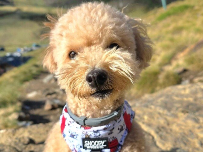 iuna, Caniche, modelo perruna de La Pata Marketing, agencia de pet marketing en Madrid, fundada por Gabriela Rivera