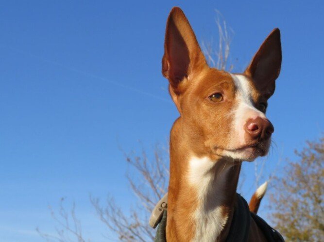 koro, podenco, andaluz, la pata marketing, agencia de pet marketing en madrid