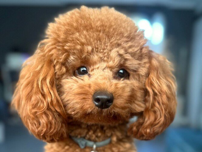 kyra, caniche, toy, la pata marketing, agencia de pet marketing en madrid