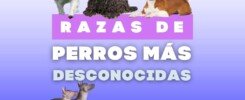 razas de perros más desconocidas