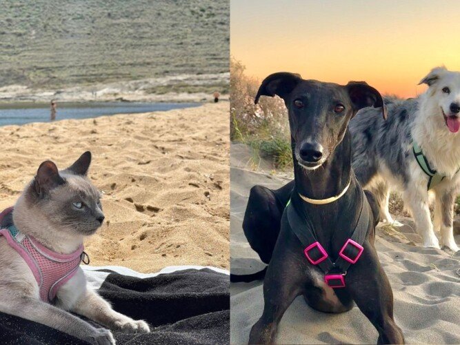 lia, border, collie, indi, siames, vicky, galgo, la pata marketing, agencia de pet marketing en madrid
