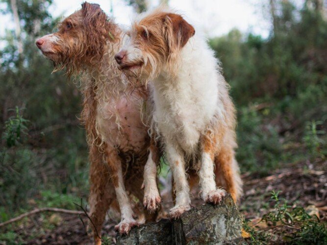 lila, frodo, mix, de, podenco, la pata marketing, agencia de pet marketing en madrid