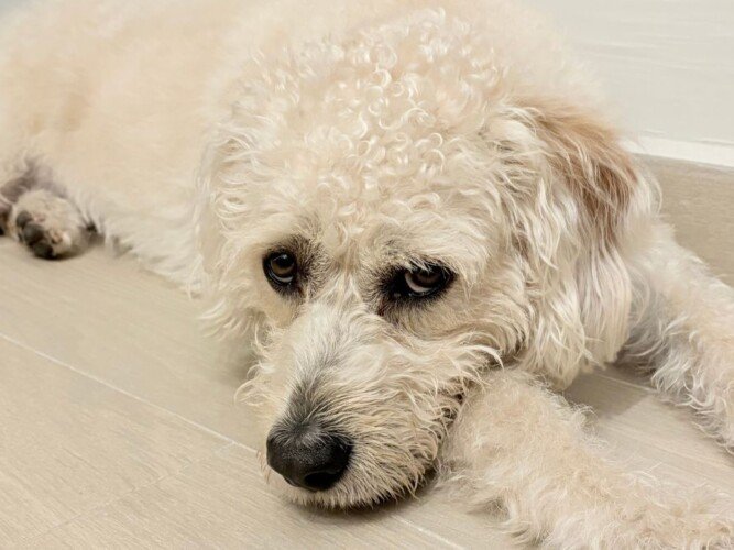 lilo, perro adoptado, la pata marketing, agencia de pet marketing en madrid