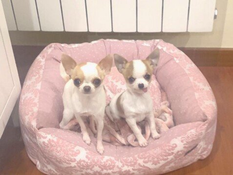 lola y bimba, chihuahuas miniatura, la pata marketing, agencia de pet marketing en madrid