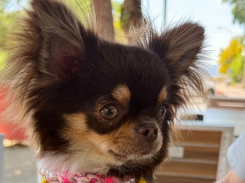 lolita, chihuahua toy de pelo largo, la pata marketing, agencia de pet marketing en madrid