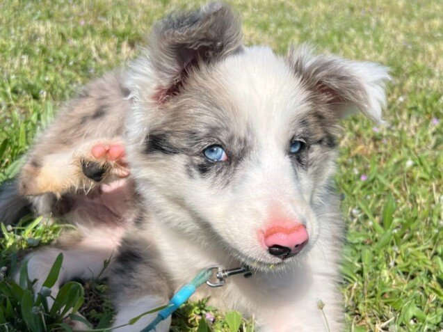 mamba, border collie, la pata marketing, agencia de pet marketing en madrid