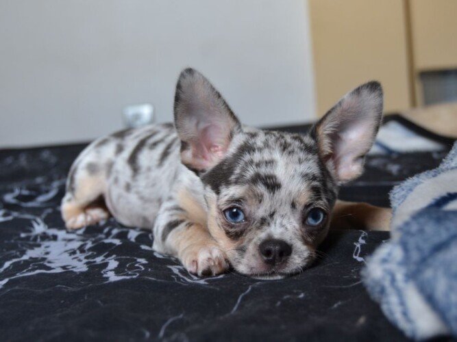merlin, chihuahua, blue, merle, la pata marketing, agencia de pet marketing en madrid
