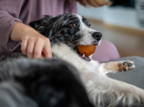 border collie tumbado feliz