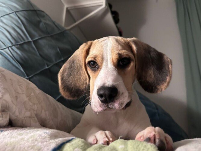 orli, beagle, la pata marketing, agencia de pet marketing en madrid