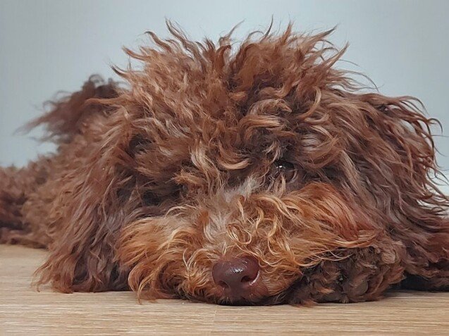 pepe, caniche, toy, chocolate, la pata marketing, agencia de pet marketing en madrid
