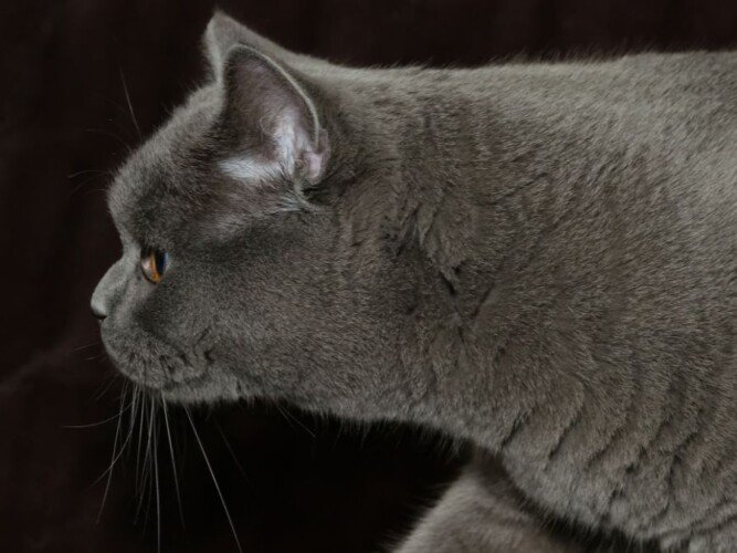 pistacho, gato, british shorthair blue, la pata marketing, agencia de pet marketing en madrid