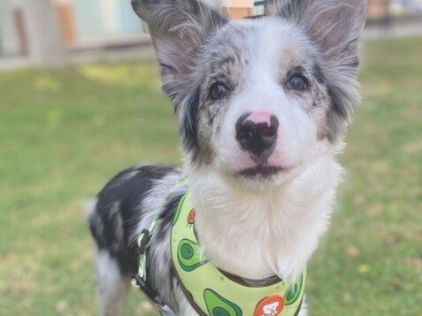 roma, border collie