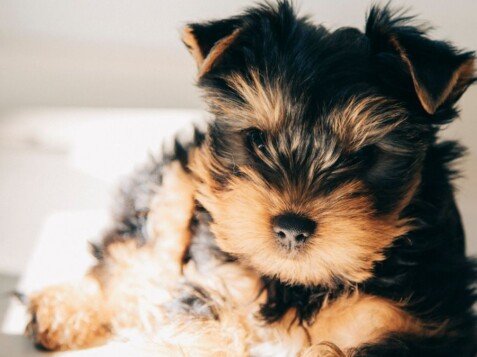 teodoro, yorkshire, la pata marketing, agencia de pet marketing en madrid