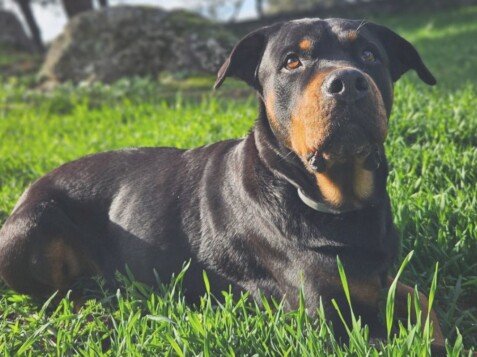 xena, rottweiler, la pata marketing, agencia de pet marketing en madrid