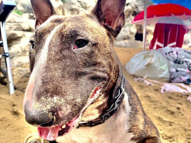 Bull Terrier