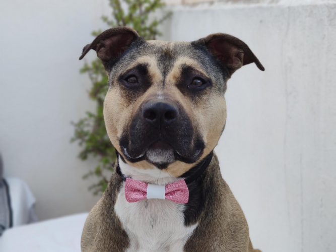 perros adoptados